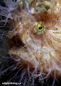 Hairy Frogfish in Lembeh by David Henshaw 